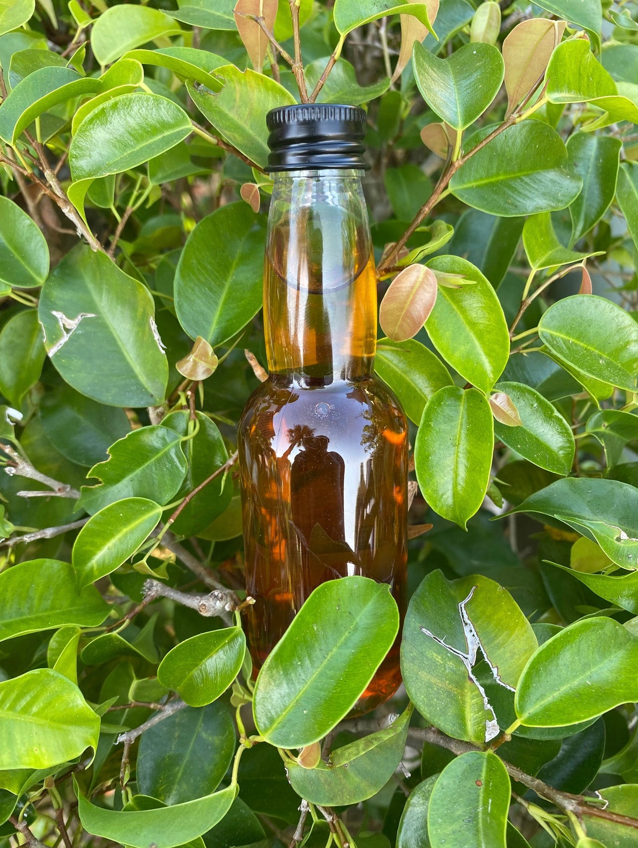 Bwa Kochon